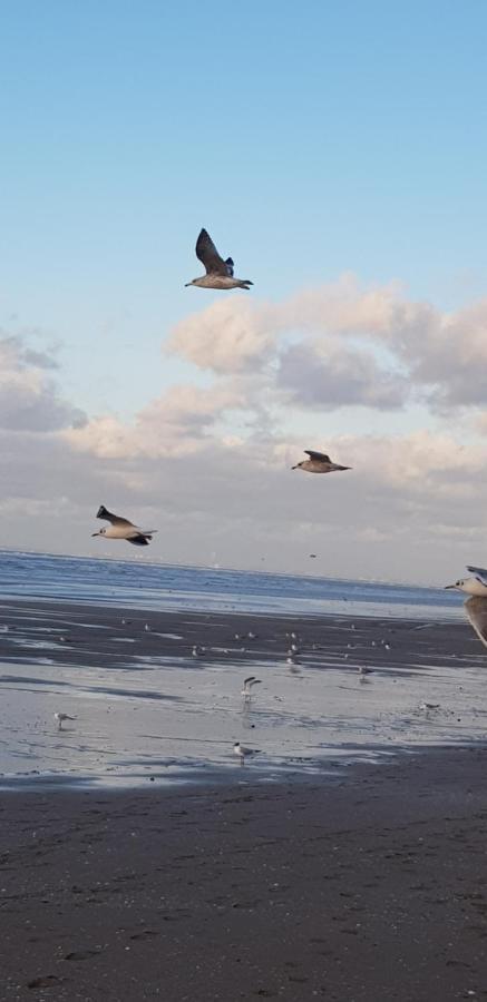 Bord De Plage, Thalasso Et Vue Mer ! Cabourg Zewnętrze zdjęcie